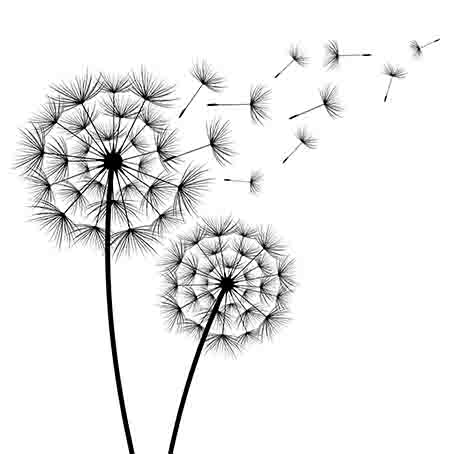 Dandelion